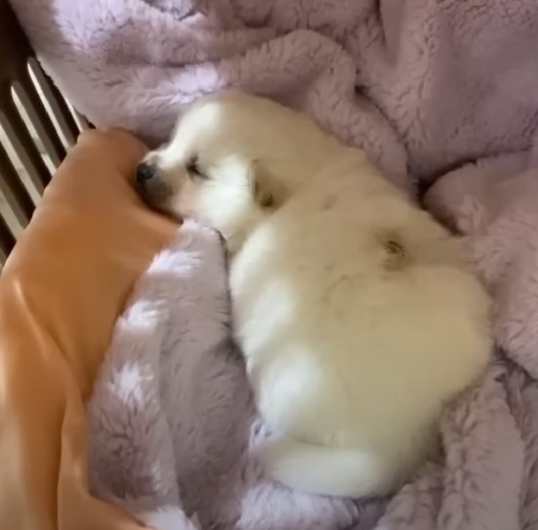 puppy lying on a fluffy blanket