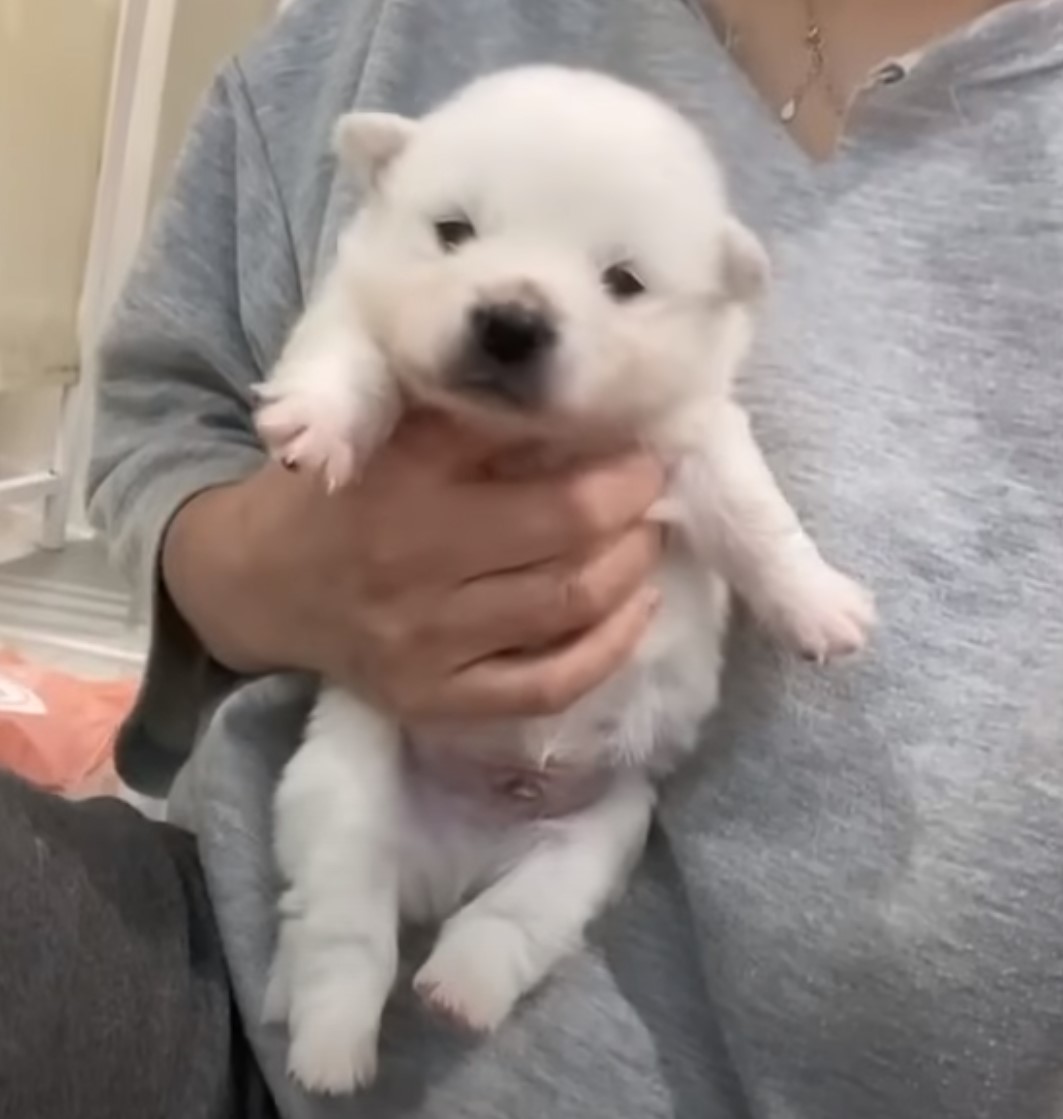 tiny pup held in hand